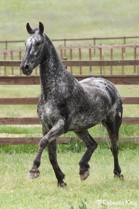 Black Roan Horse, Black Thoroughbred, Knabstrupper Horse, Trakehner Horse, Dream Horse, Leopard Appaloosa, Percheron Horses, Unusual Horse, Beautiful Horse Pictures