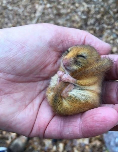 Sleepy dormouse in England Gorgeous Animals, National Trust, Sweet Animals, Funny Animal Pictures, Animals Beautiful, Nature Lover, Pet Birds, Animals And Pets, Mammals