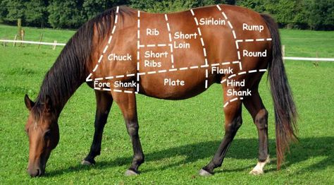 Horse meat cuts painted on a live, grazing horse Horse Meat, Meat Food, Factory Farming, Horse Dressage, Feel Good Stories, Meat Cuts, Quarter Horse, How To Make Shorts, The Horse