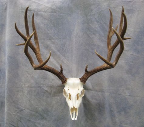 A rack with the skull... Deer Skull Tattoo, Taxidermy Deer, European Mount, Deer Skull, A Deer, Taxidermy, Antlers, Animals And Pets, Skull Tattoo