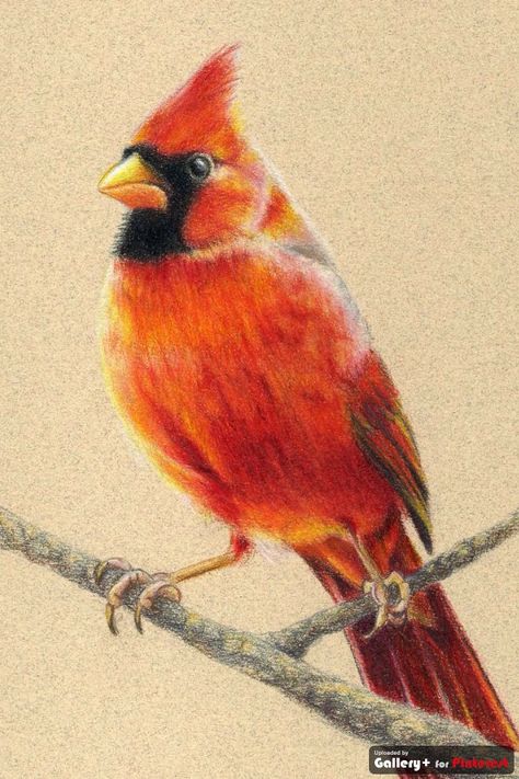 cardinal Flying Cardinal, Cardinal Drawing, Cardinal Birds Art, Tattoo Colors, Red Bird Tattoos, Cardinal Tattoo, Fly Drawing, Digital Sketchbook, Cardinal Painting