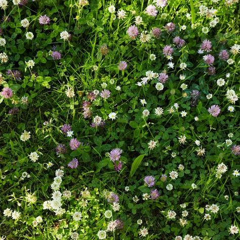 Should you get rid of clover in lawns? Not necessarily, say lawn experts | Ideal Home Lawn Aesthetic, Clover Lawn, Ideal Home Magazine, Diy Renovation, Back Garden, House And Home Magazine, Decorating Tips, Ideal Home, Home Buying