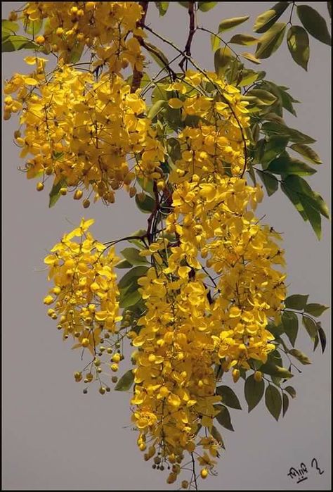 Via Rubina Nakhawahese. These flowers are called "konna poo" in kerala. (Amaltas or laburnum..botanical name)..very auspicious flower in kerala...on the day of new year....these flowers are offered to lord shrikrishna, along with other naivedyam....flowering season..march..April...... Kerala new year falls on April 15.    They look so beautiful when fully bloomed........ Amaltas Flowers Painting, Amaltas Flowers, Amaltas Tree, Kerala Flowers, Vishu Wishes, Cassia Fistula, Angel Plant, Rare Orchids, Anime Drawing Books