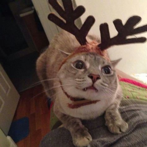 New Year Meme, Funny Reindeer, Reindeer Games, Pet Memes, Funny Animal Photos, Christmas Feeling, Aesthetic People, Cat Boarding, Cute Cats And Kittens