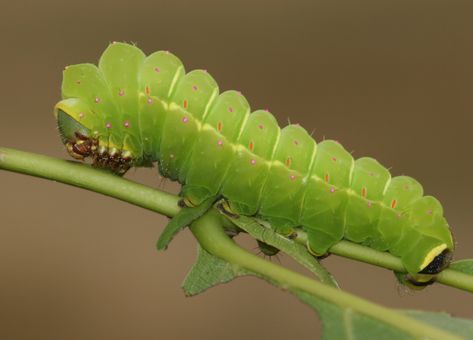 American moon moth (Actias luna) caterpillar, final instar… | Flickr Lunar Moth Caterpillar, Luna Moth Caterpillar, Caterpillar Aesthetic, Moth Pupa, Reference Animals, Spring Poster, Lunar Moth, Moon Moth, Moth Caterpillar