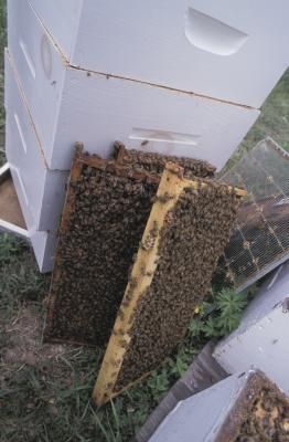 How to Kill Wax Worms in a Beehive Building A Beehive, Wax Moth, Keeping Bees, The Hives, Beekeeping For Beginners, Raising Bees, Bee Supplies, Bee Colony, Backyard Beekeeping