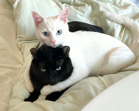 In Another Universe, Black And White Cats, Black Cat Aesthetic, Another Universe, White And Black Cat, Ninja Cats, Cat Pose, Rainbow Cat, Cat Icon