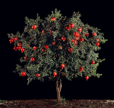 Pomegranate tree Tree Logos, Tree Seeds, Fruit Plants, Wood Tree, Pomegranate Seeds, Apple Tree, Small Trees, Victoria And Albert Museum, Beautiful Tree