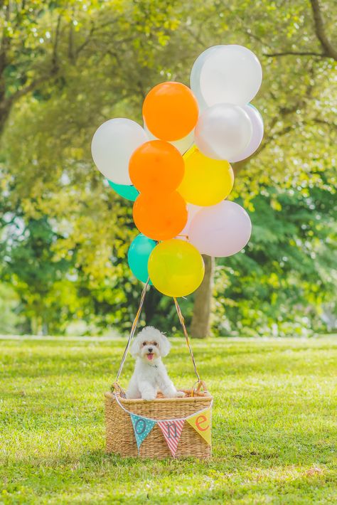 First Birthday Dog Photoshoot, Puppy Birthday Photoshoot Ideas, Dog Birthday Photoshoot With Owner, Dog First Birthday Photo Shoot, Puppy 1st Birthday Photo Shoot, Dog Picnic Photoshoot, Dog Bday Photoshoot, Dog Birthday Photoshoot Outside, 1st Dog Birthday Ideas