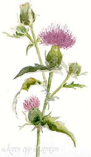 watercolor thistle ... I personally like the clean white background and how you can "see through" each color. Watercolor Thistle, Clean White Background, Scottish Flowers, China Painting, Watercolor Inspiration, Watercolor Techniques, Watercolor Cards, Botanical Illustration, Botanical Art