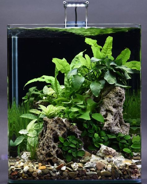 DENNERLE on Instagram: “Nice 30l Nano Cube...😍🌿 Scaped by: @volker_jochum Follow us: Facebook: ‪Facebook.com/dennerle‬ Youtube: ‪Youtube.com/DennerleGmbH‬…” Aquascaping Ideas, Aquarium Inspiration, Aqua Design, Fish Tank Themes, Fish Tank Terrarium, Aquascape Design, Betta Aquarium, Aquatic Garden, Aqua Culture