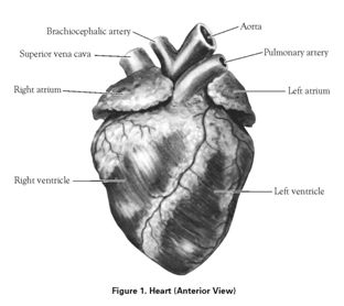 Heart Dissection, Types Of Sheep, Heart Structure, Pig Heart, Parts Of The Heart, Heart Anatomy, Proper Hygiene, Heart Muscle, Human Heart