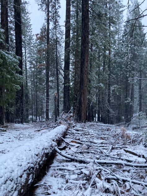 Snowy Mountain Forest, Snowy Forest Aesthetic, Wolf Shapeshifter, Snowy Forest Wallpaper, Katherine Arden, Werewolf Oc, Maps Aesthetic, Alpine Forest, Snowy Woods