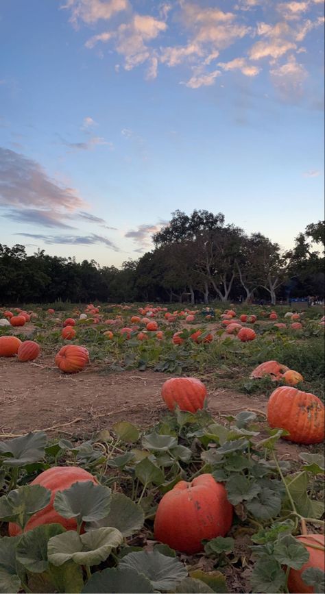 Fall Sunflower Aesthetic, Pumpkin Patch At Night, Fall Asthetic Photos, Pumpkin Patch Background, Lovelight Farms, Pumpkin Patch Aesthetic, Pumpkin Story, Halloween Pumpkin Patch, Pumpkin Patch Farm