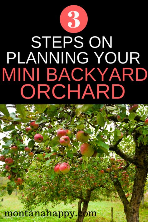 Mini Backyard, Trees Backyard, Backyard Orchard, Fruit Trees Backyard, Orchard Design, Orchard Garden, Fruit Pies, Growing Fruit Trees, Backyard Farming