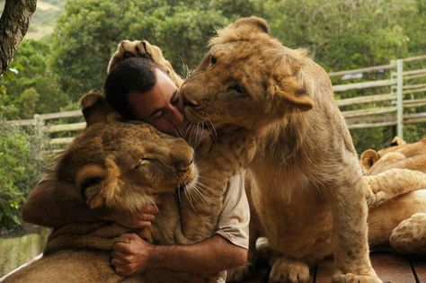 Funny Lion, Kevin Richardson, Lion Love, Real Estat, Dangerous Animals, A Lion, Mans Best Friend, Animals Friends, Big Cats