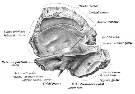 Temporal Bone Temporal Bone Anatomy, Temporal Bone, Bone Anatomy, Skull Anatomy, Anatomy Bones, Study Stuff, Craniosacral Therapy, Med Student, Anatomy And Physiology