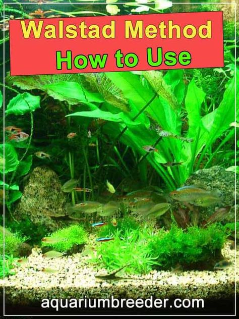 Walstad Method Aquarium, Fish Tank Hacks, 30 Gallon Aquascape, Walstad Tank, Walstad Aquarium, Cool Fish Tank Ideas, Walstad Method, Fish Infographic, Frog Vivarium