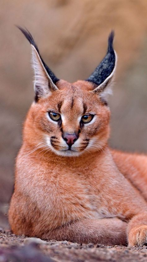 1080x1920 Wallpaper caracal, big cat, lay Caracal Cat, Gato Grande, Söt Katt, Exotic Cats, Animale Rare, Haiwan Peliharaan, Cheetahs, Large Cats, Animal Faces