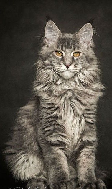 Fluffy Tabby Cat, Cat Therian, Mainecoon Cat, Real Cat, Cat Dark, Gorgeous Cats, Cat Breed, British Shorthair, Warrior Cats