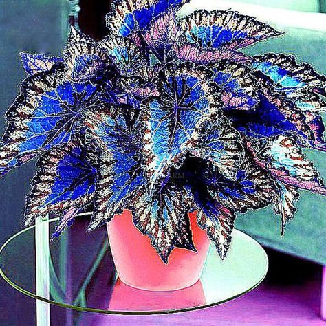 Rare Blue Coleus Bonsai Foliage Plants seeds / 30 Seeds | Etsy Coleus Seeds, Magic Flower, Garden Types, Beautiful Flowers Garden, Growing Seeds, Cactus Y Suculentas, Foliage Plants, Planting Seeds, Flower Seeds