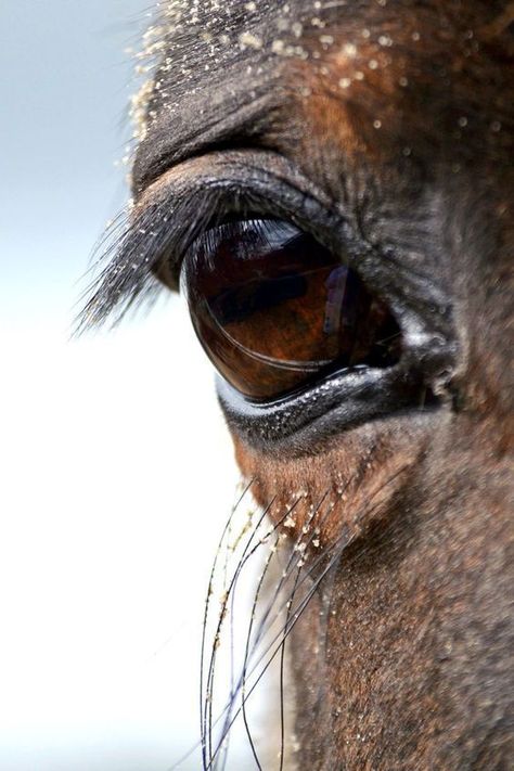 Mare Horse, Beautiful Horses Photography, Polo Horse, Horse Anatomy, Grey Horse, Horse Drawings, Horse Sculpture, Equine Photography, Cute Horses