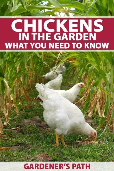 Chickens In The Garden, Chicken Accessories, Coop Ideas, Chicken Eating, Chicken Garden, Veggie Patch, Keeping Chickens, Gardening Hacks, Building A Chicken Coop