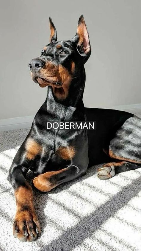 Black Doberman, Dogs Photography, Doberman Pinscher Dog, Scary Dogs, Doberman Puppy, Doberman Dogs, Exotic Animals, Animals Funny, Pretty Dogs