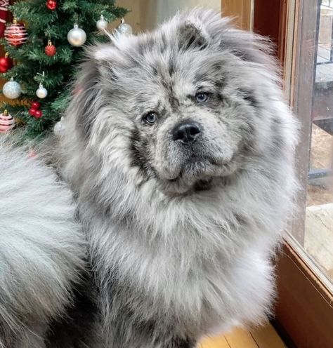 This Chow Puppy Is Named 'Oreo Cloud' Because He Looks Like Cookies & Cream Ice Cream Chow Dog Breed, Dog Litter Box, Chow Puppy, Chow Chow Dog, Dog Valentine, Chow Dog, Wallpaper Dog, Chow Chow Puppy, Aesthetic Dog