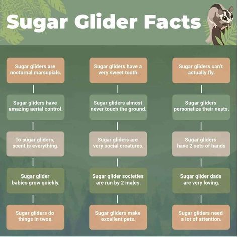 Sugar Gliders, Dad Baby, Sugar Glider, Baby Grows, Fun Facts