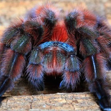 Amanita Virosa, Avicularia Versicolor, Tarantula Species, Pinktoe Tarantula, Pink Toe Tarantula, Arachnids Spiders, Tarantula Spider, Small Lizards, Itsy Bitsy Spider