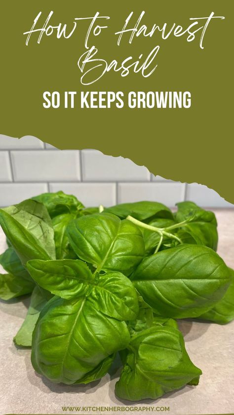 Your beautiful new basil plant is calling your name. With large leaves and an aroma that has inspired your menu for the week, you can’t wait to start harvesting. But you are unsure how to pick basil leaves while ensuring your plant continues to thrive? How To Save Fresh Basil Leaves, Saving Basil Leaves, How To Harvest Basil From Plant, Picking Basil Leaves, When To Plant Basil Seeds, How To Harvest Basil Leaves, Harvesting Basil How To, How To Preserve Basil Leaves, How To Pick Basil From Plant