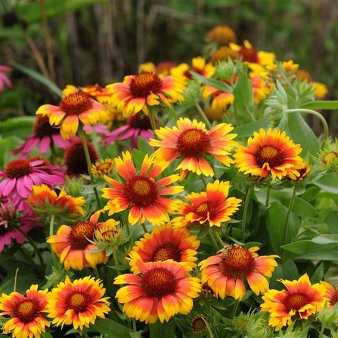 Gaillardia Mesa™ Bright Bicolor Gaillardia Flower, Blanket Flower, Perennial Flower, Coastal Gardens, Plant Information, Spring Plants, Attracting Bees, Attract Butterflies, Yellow Tones