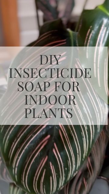 Insecticidal Soap Recipe, Tropical Plants Indoor, Castile Soap Uses, Peppermint Spray, Dial Soap, Trendy Recipes, Castille Soap, Natural Pesticides, Plant Tips