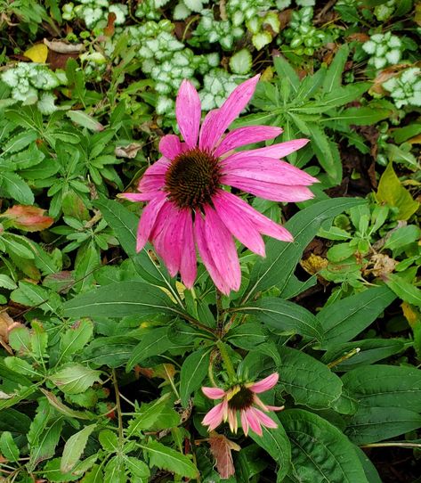 "Pow Wow Wild Berry" Echinacea Pow Wow, Wild Berry, Berry, Plants