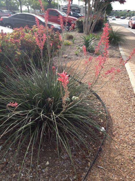 Yucca Plant Landscaping, Red Yucca, Mailbox Landscaping, Water Wise Landscaping, Yucca Plant, Texas Gardening, Water Wise, Home Landscaping, Companion Planting