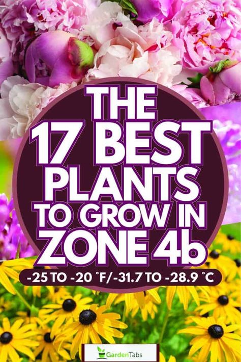 Zone 4b Landscaping Ideas, Zone 4 Front Yard Landscaping, Zone 4 Plants, Zone 4b Planting Schedule, Zone 4b Perennials, Zone 4b Landscaping, Zone 4b Gardening, Zone 4 Planting Schedule, Zone 4 Perennial Garden Layout