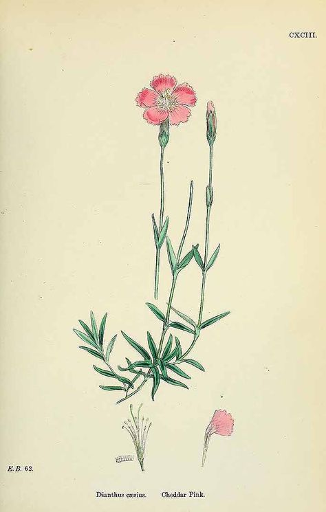 dianthus carnation Dianthus Flowers Drawing, Dianthus Illustration, Dianthus Tattoo, Autumn Plants, Pink Dianthus, Dianthus Flowers, Dianthus Barbatus, Pink Drawing, Small Tattoos For Guys