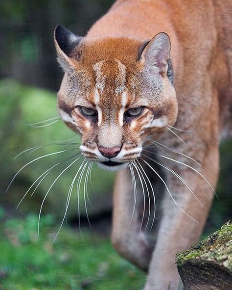 Asian Golden Cat Photo by ©Johannes Wapelhorst #WildlifeOwners Asian Golden Cat, Golden Cat, Small Wild Cats, Exotic Cats, Cheetahs, Domestic Cat, Animal Planet, Nature Animals, Beautiful Cats