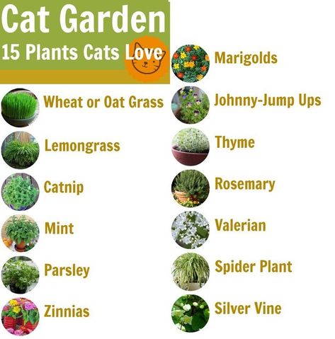 Safe Plant Cats! — Steemit Indoor Cat Garden, Katt Diy, Cat Friendly Plants, Katt Grejer, Cat Safe Plants, Kat Diy, Cat Patio, Cat Plants, Cat Enclosure