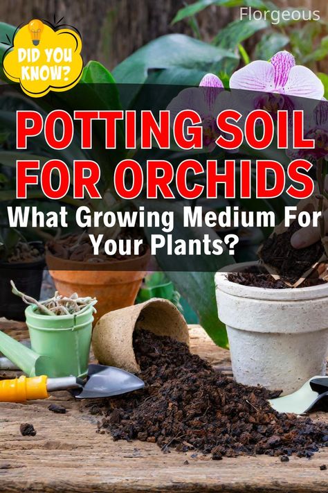 Orchids Soil Orchid Soil, Orchid Potting Mix, Orchid Roots, Orchid Seeds, Orchid Pot, Root Growth, New Roots, Orchid Plants, Potting Soil