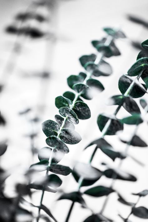 Eucalyptus Photography, White Eucalyptus, Framed Leaves, Feuille Eucalyptus, Foggy Morning, Greeting Card Set, Aluminum Prints, New Designs, Cool Wallpaper