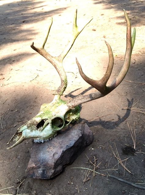 Foap.com: elk skull images, pictures and stock photos Deer Skull Reference, Elk Skeleton, Esqueleto Aesthetic, Horror Moodboard, Drawtober 2024, Skull Forest, Skull Study, Elk Skull, Skull Images