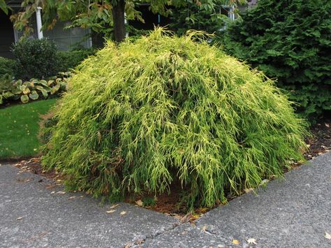 Falsecypress, Sawara or Japanese (more deer resistant than Hinoki) - USU Tree Browser Gold Mop Cypress, False Cypress, Catio Ideas, Front Landscape, Outside Plants, Alpine Garden, Seasonal Changes, Green Thread, Hidden Garden