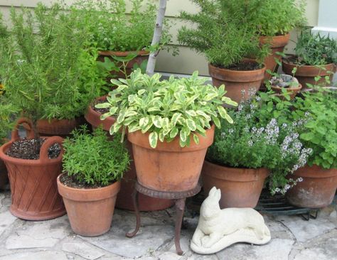 I love herb gardens.  The variation in the pots & heights of everything make this cluster visually appealing. Garden Design Ideas On A Budget, Patio Herb Garden, Herbal Tea Garden, Herb Garden Pots, Container Herb Garden, Types Of Herbs, Herb Garden Design, Potted Plants Outdoor, Herb Pots