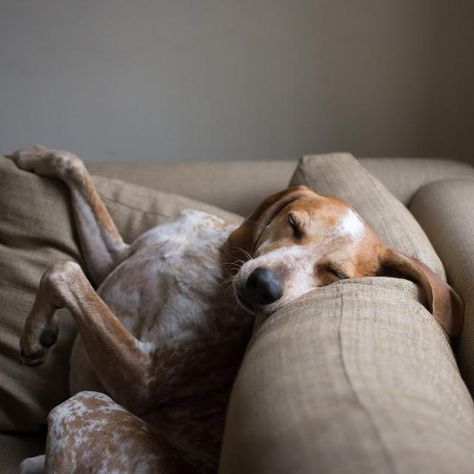 Dog Sleeping, Goofy Dog, Sleepy Dogs, Lovely Creatures, Dog Rules, The Fox And The Hound, Dogs Of The World, Animal Photo, Mans Best Friend