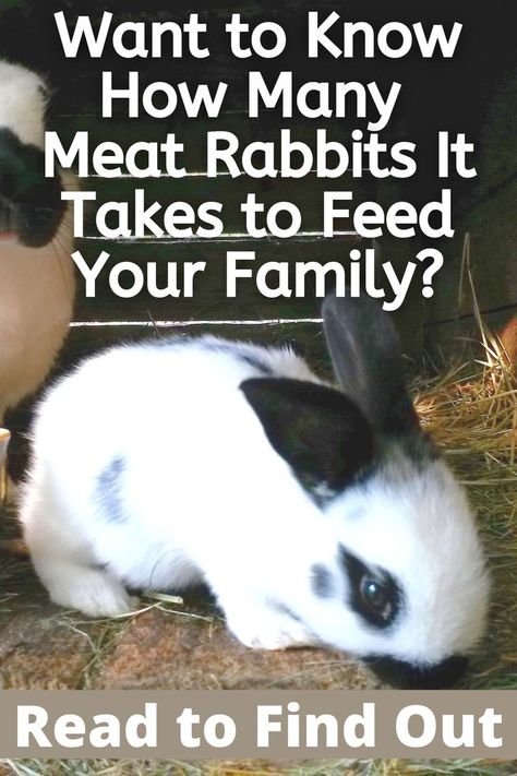 black and white rabbits Unreliable People, Raising Meat Rabbits, Meat Rabbits Breeds, Raising Meat Chickens, Diy Rabbit Cage, Raising Rabbits For Meat, Rabbit Meat, Rabbit Feeding, Homesteading Animals