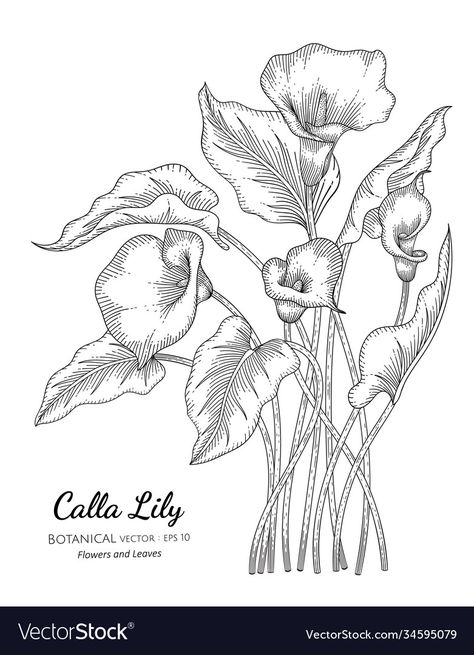 Calla Lily Botanical Illustration, How To Draw A Calla Lily, Calla Lily Outline, Calla Lily Line Drawing, Calla Lily Sketch, Calla Lily Illustration, Calla Lily Drawing, Calla Lily Tattoo, Cala Lillies