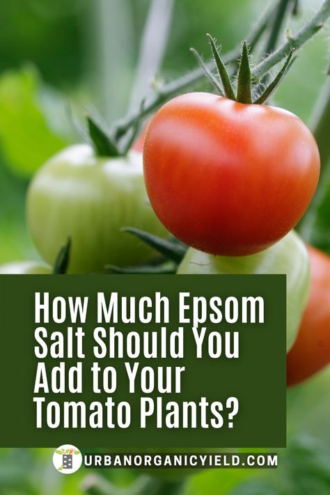 Epsom Salt For Tomatoes, Tomatoes Plants Problems, Tomatoes Growing, Growing Vegetables In Pots, Growing Tomato Plants, Bucket Gardening, Tomato Seedlings, Vegetable Garden Diy, Backyard Vegetable Gardens