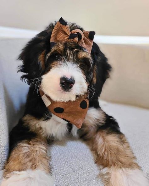 Bernedoodle Aesthetic, Mini Bernie Doodle, Mini Bernedoodle Haircut, Mini Bernedoodle Full Grown, Bernedoodle Full Grown, Miniature Bernedoodle, Berne Doodle, Toy Poodle Haircut Styles, Bernedoodle Mini